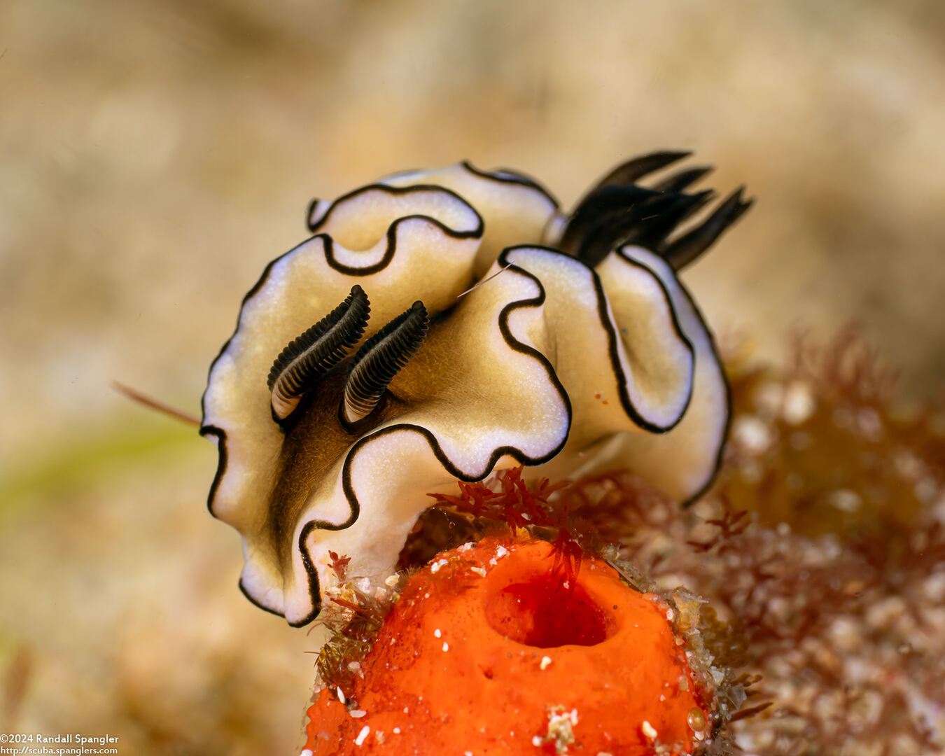 Doriprismatica atromarginata (Dark Margin Glossodoris)