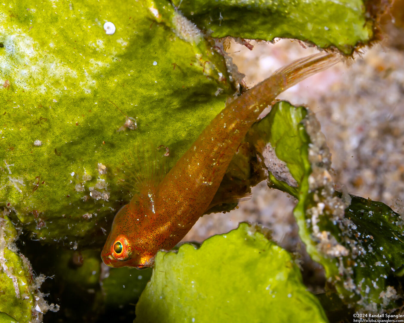 Pleurosicya mossambica (Common Ghostgoby)