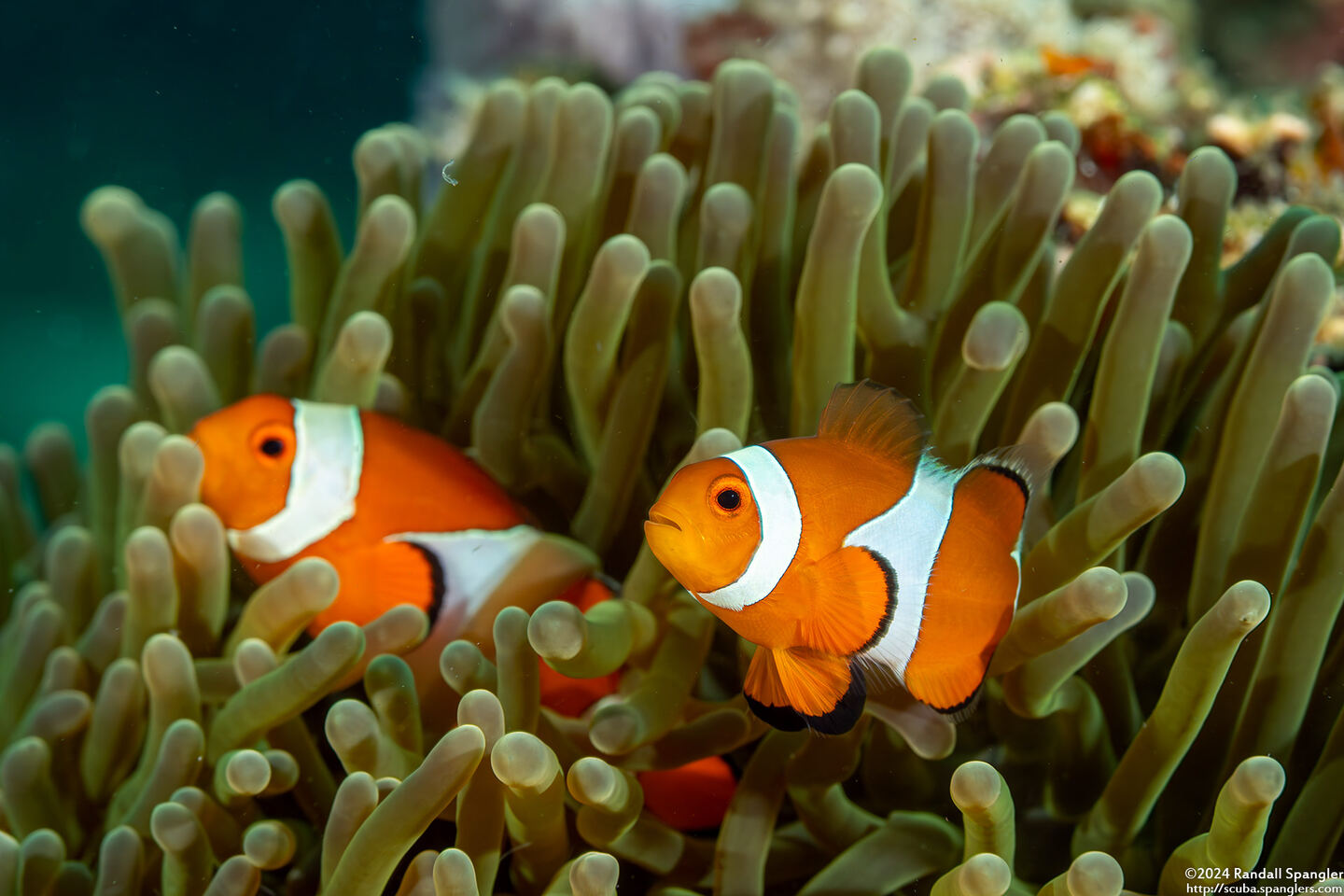 Amphiprion ocellaris (False Clown Anemonefish)