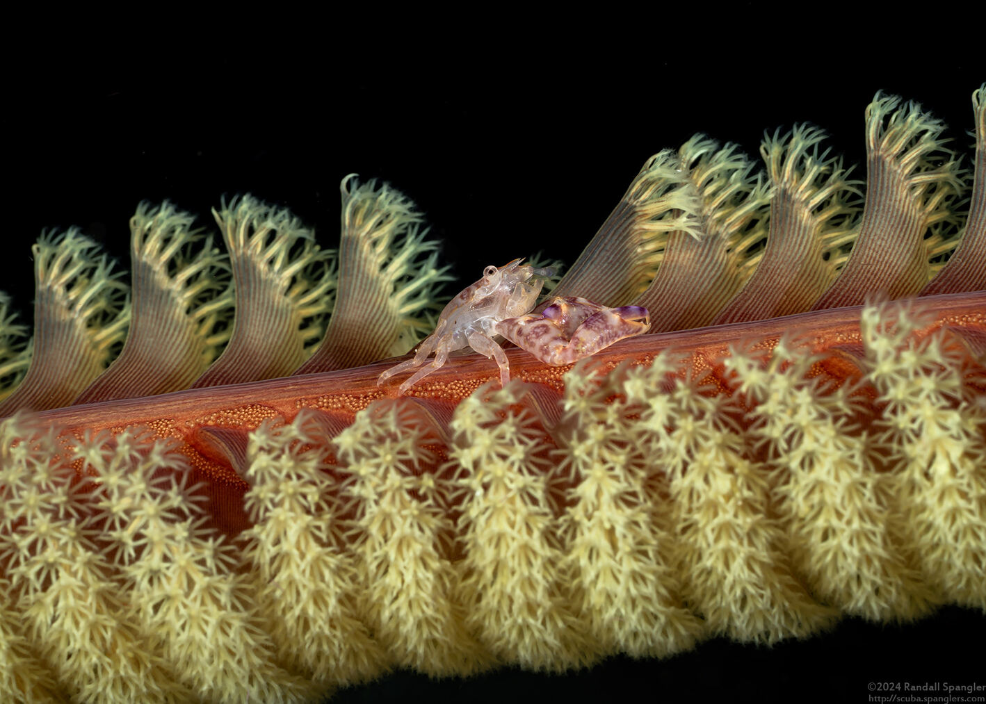 Lissoporcellana quadrilobata (Four-Lobed Porcelain Crab)