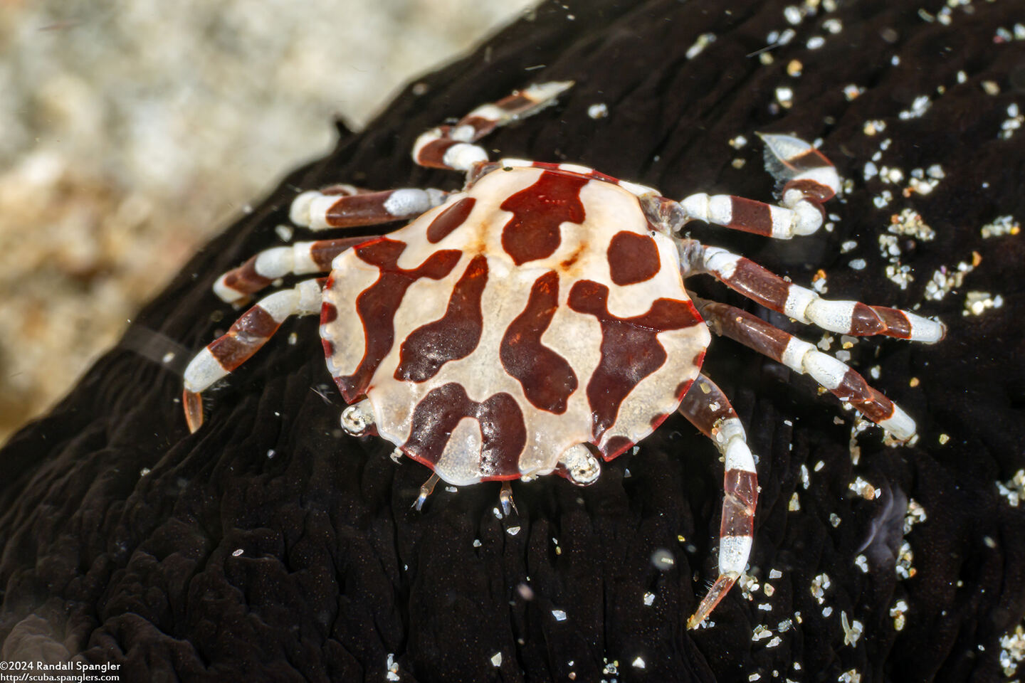 Lissocarcinus orbicularis (Sea Cucumber Crab)