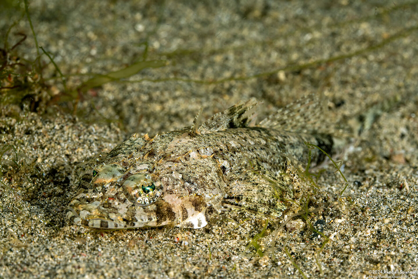 Thysanophyrs celebica (Celebes Flathead)