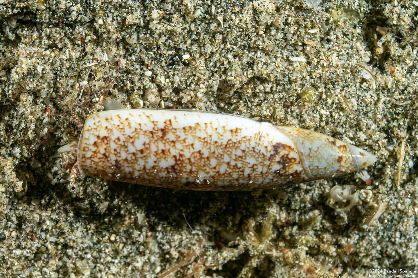 Terebellum terebellum (Terebellum Conch)