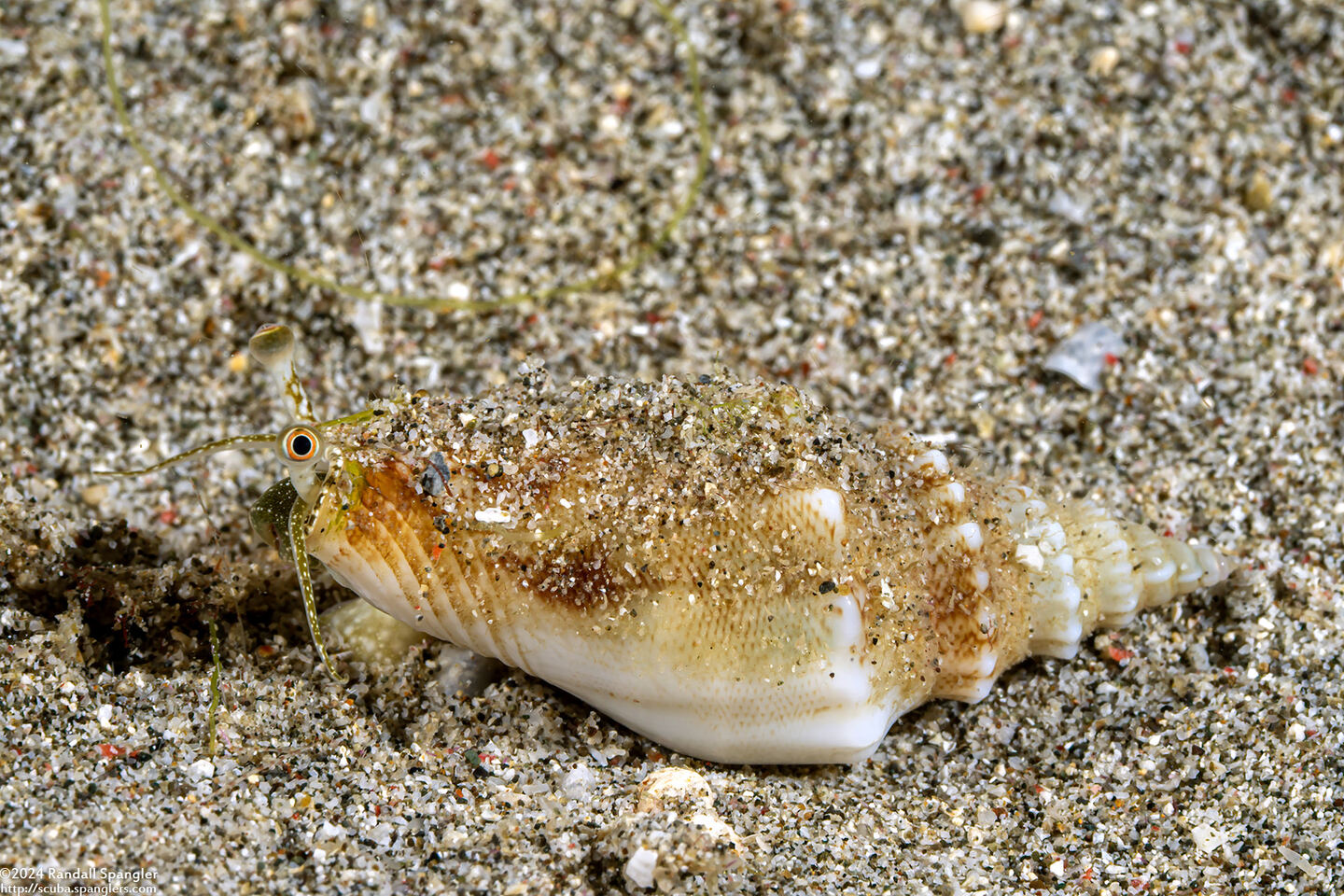 Canarium erythrinum (Lavender-Mouth Conch)