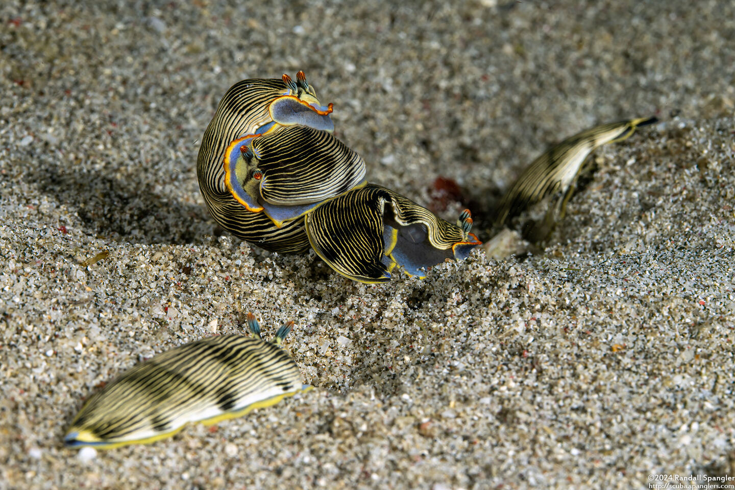 Armina semperi (Semper's Armina)