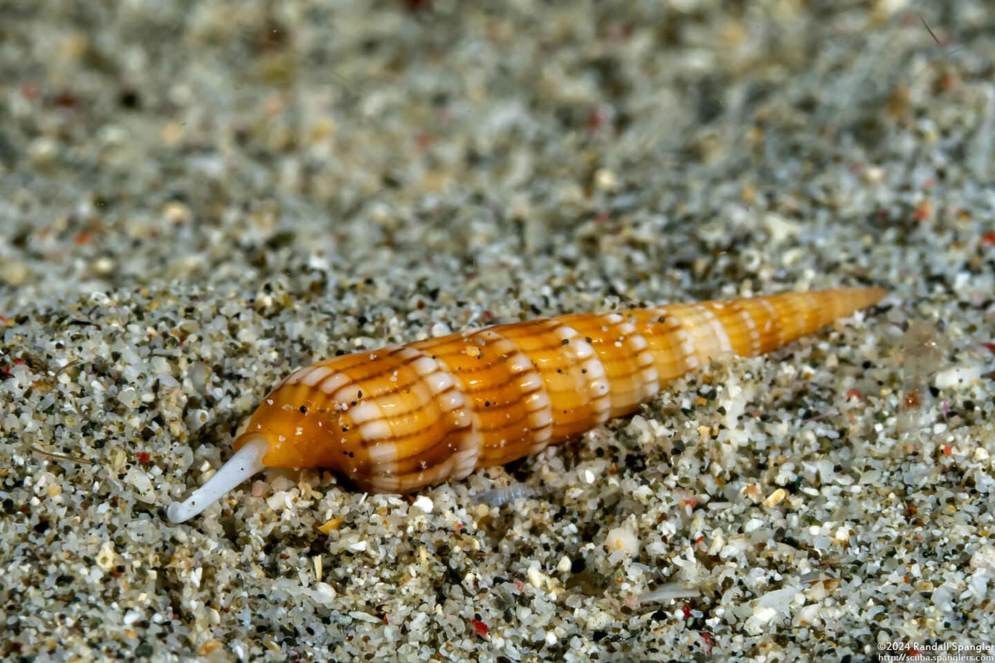 Myurellopsis paucistriata (Lightly-Striated Auger)