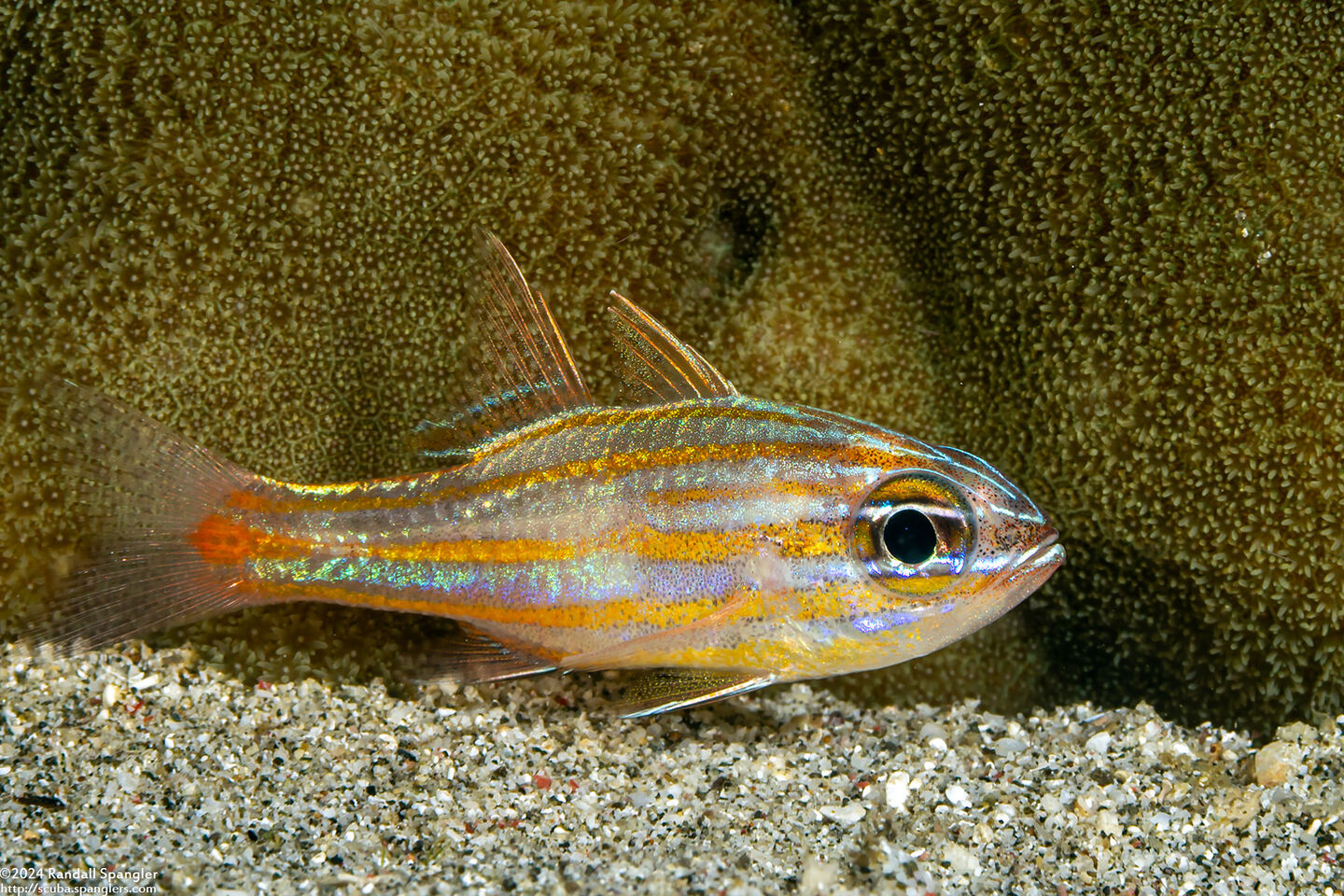 Ostorhinchus rubrimacula (Rubyspot Cardinalfish)