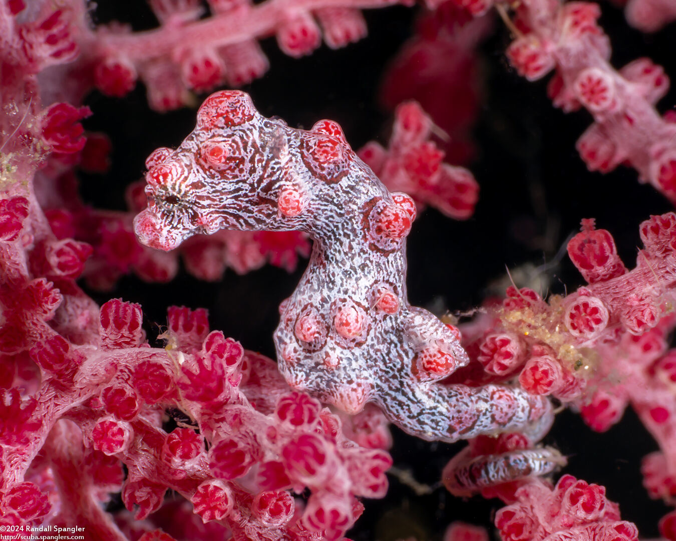 Hippocampus bargibanti (Pygmy Seahorse)