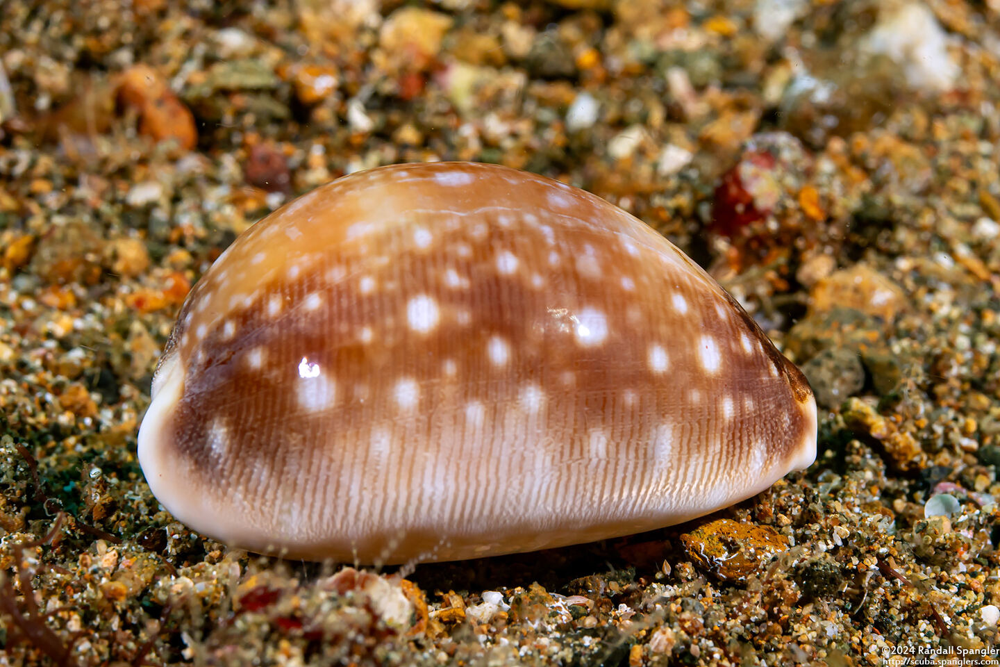 Lyncina vitellus (Pacific Deer Cowry)