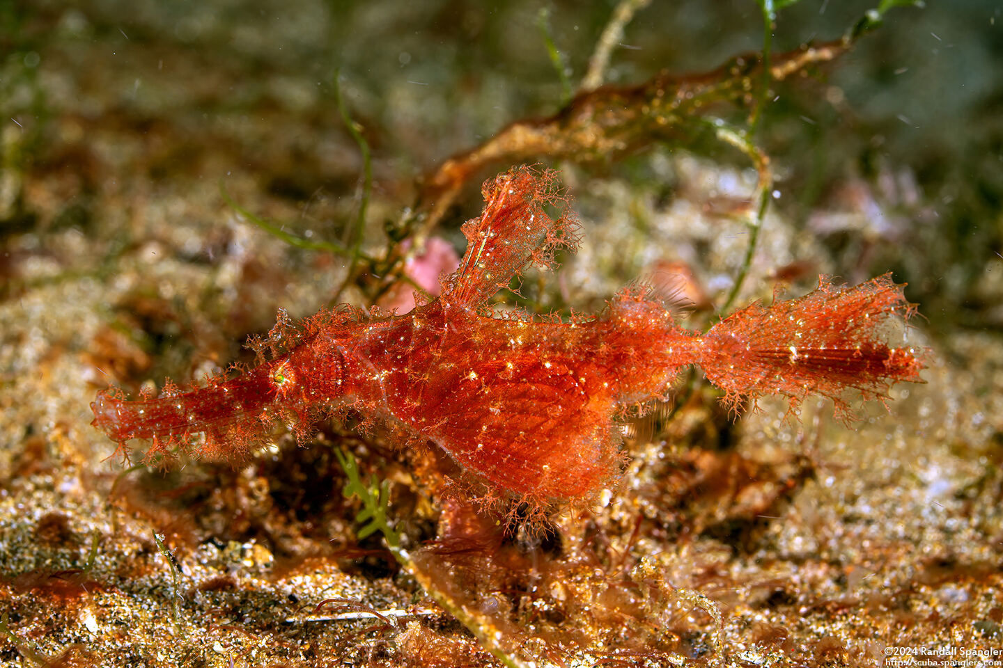 Solenostomus paegnius (Roughsnout Ghost Pipefish)