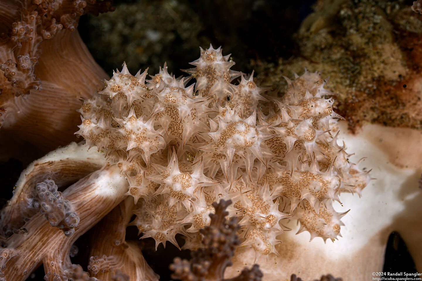 Phyllodesmium koehleri (Koehler's Phyllodesmium)