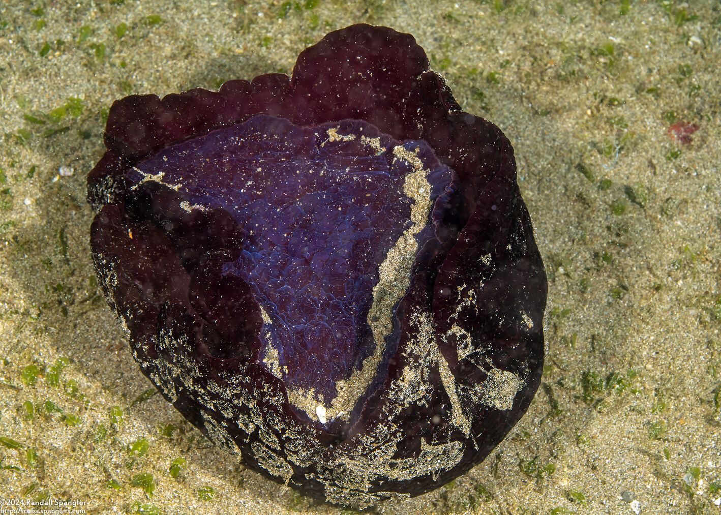 Pleurobranchus weberi (Weber's Pleurobranch); Upside-down