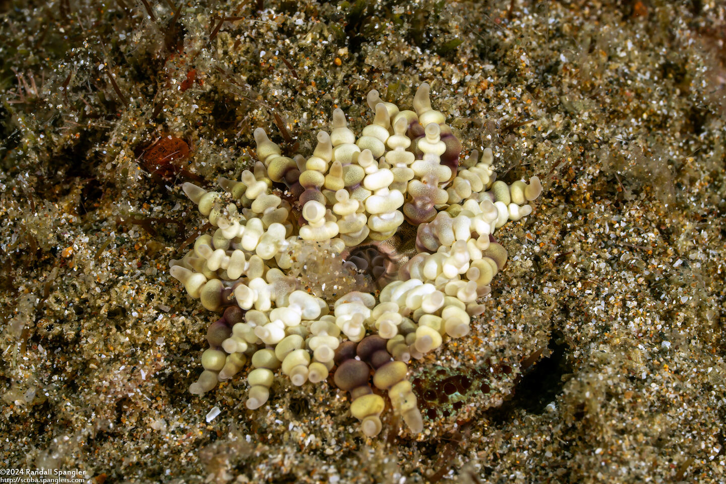 Heteractis aurora (Beaded Sea Anemone)