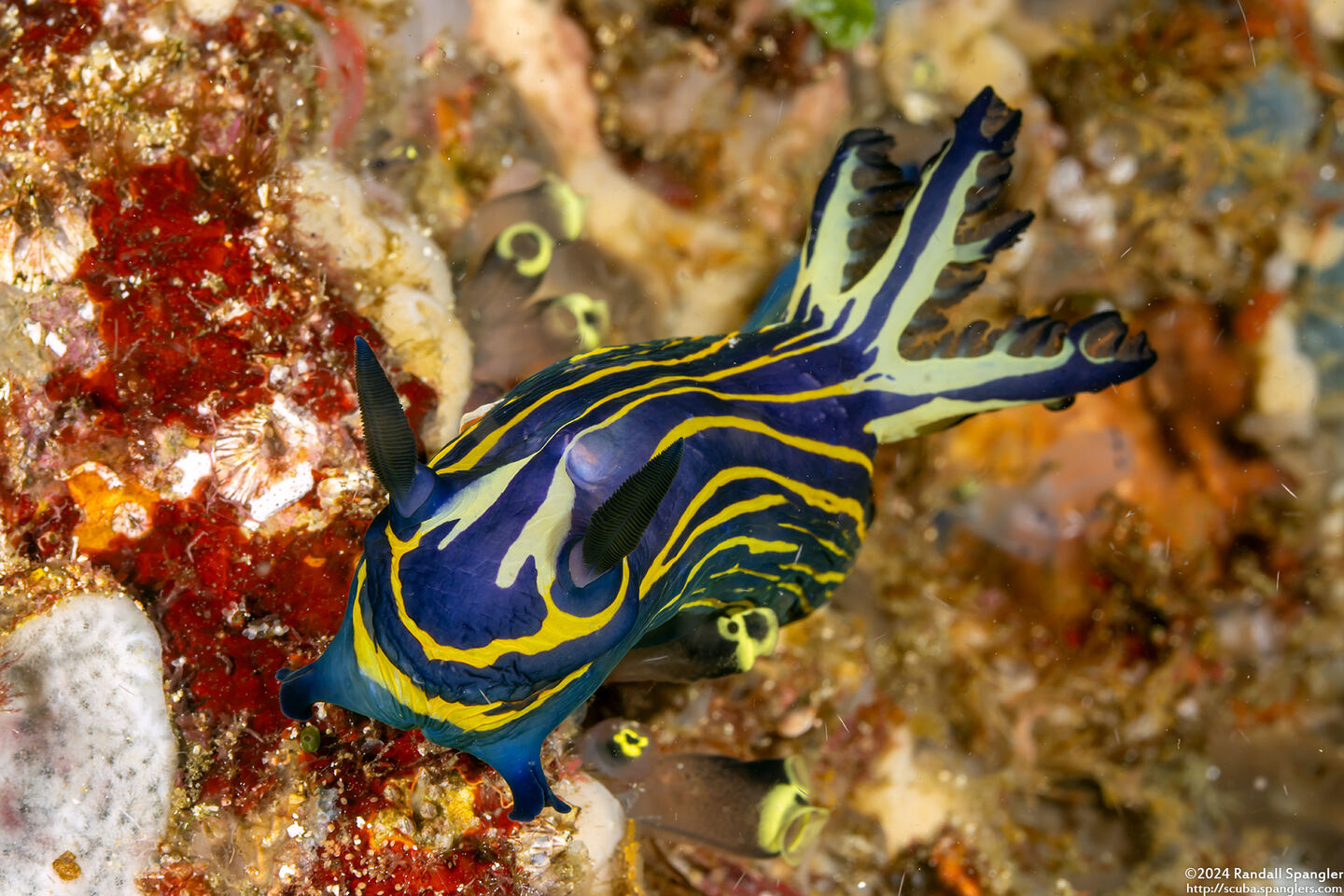 Tyrannodoris luteolineata (Yellow-Lined Polycerid)