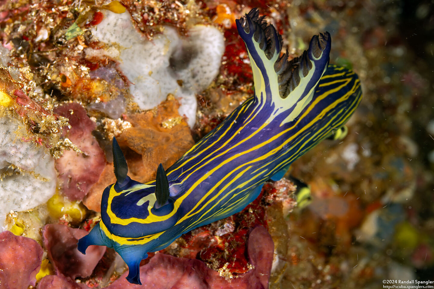 Tyrannodoris luteolineata (Yellow-Lined Polycerid)