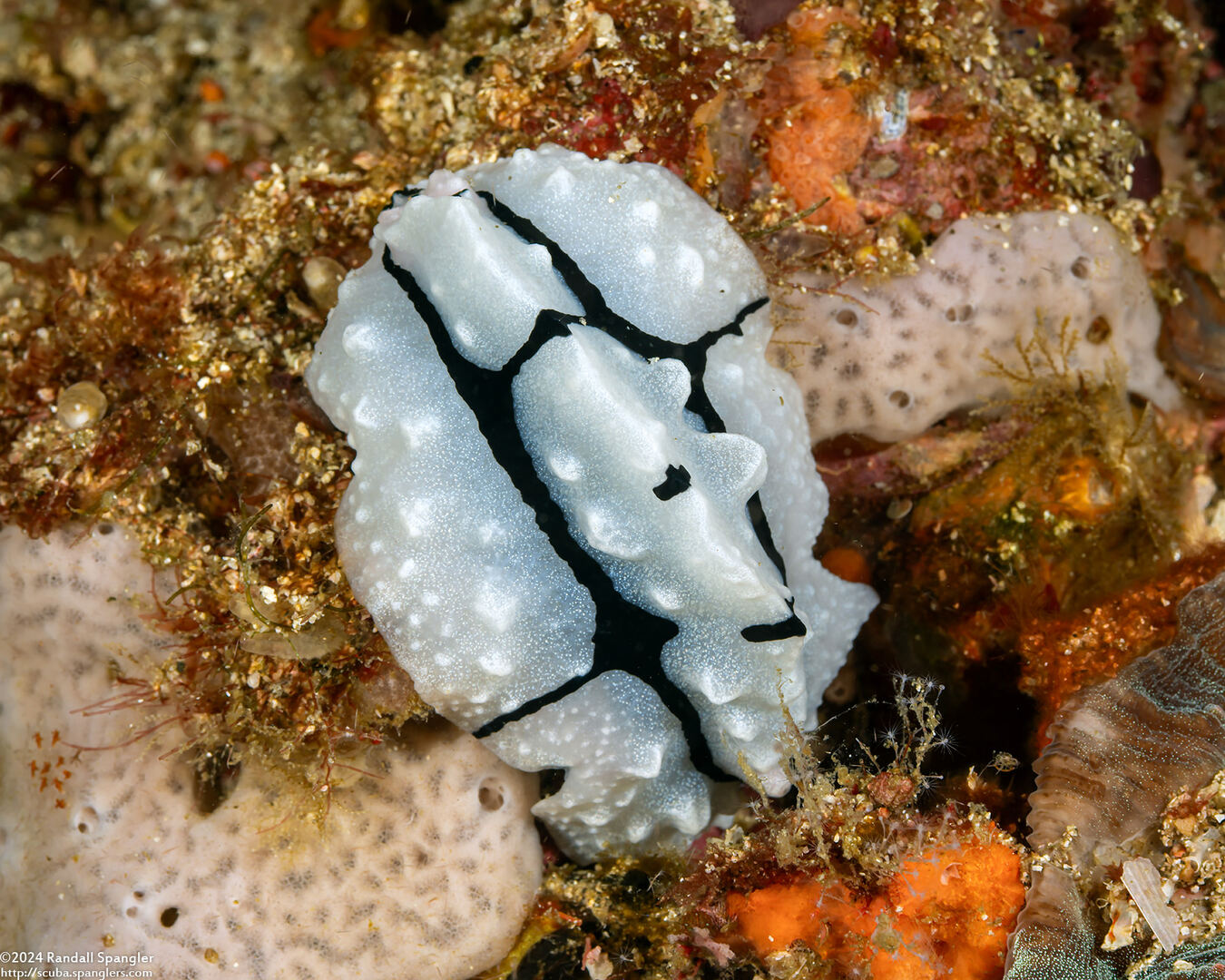 Phyllidiopsis shireenae (Shireen's Phyllidiopsis)