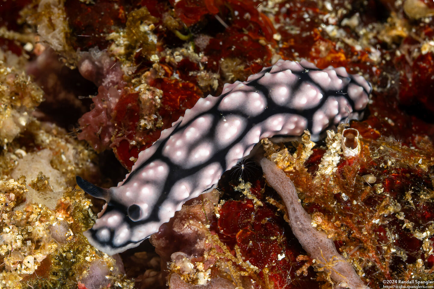 Phyllidiella lizae (Liz's Phyllidiella)