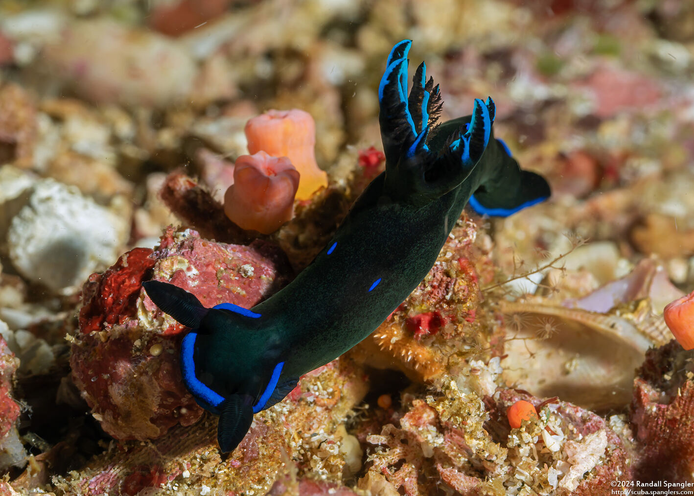 Tambja morosa (Gloomy Nudibranch)