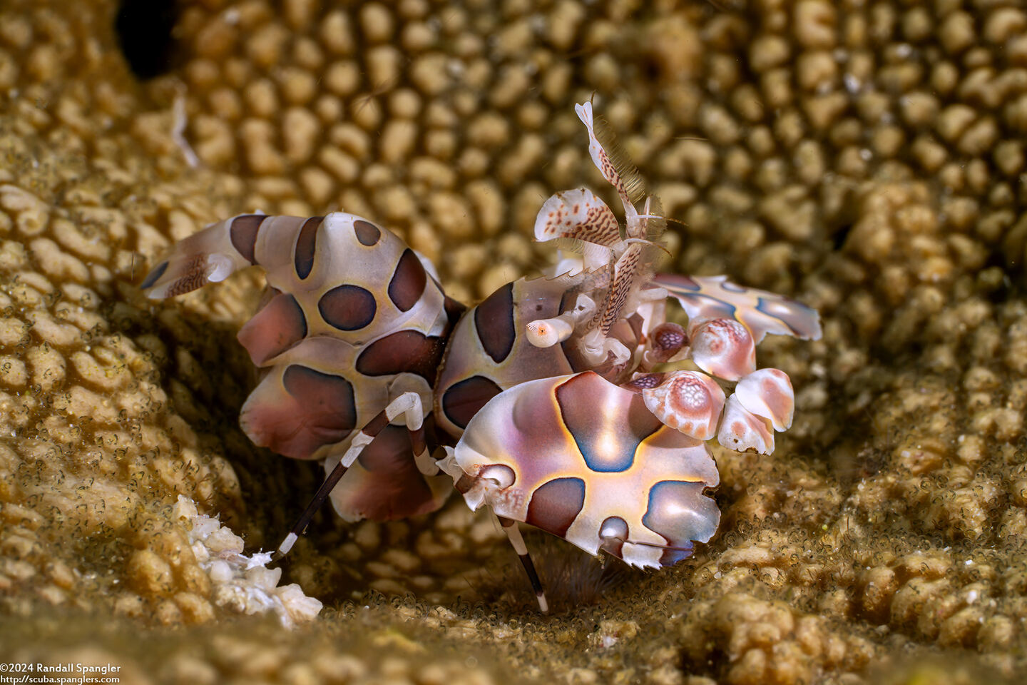 Hymenocera picta (Harlequin Shrimp)