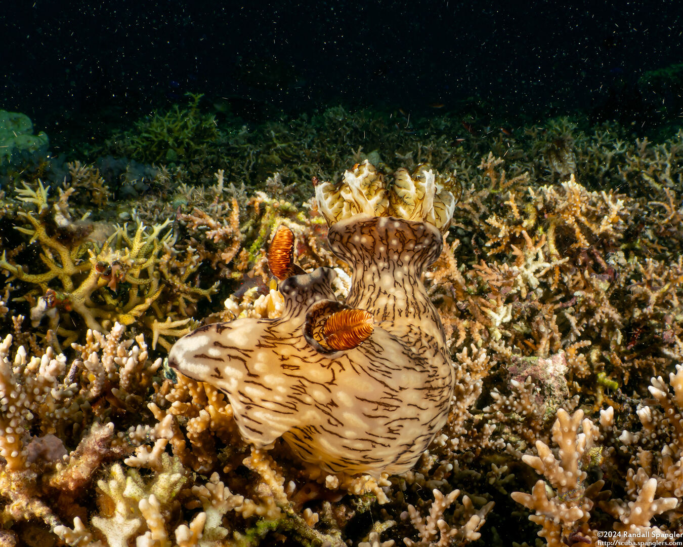 Jorunna rubescens (Red-Lined Jorunna)