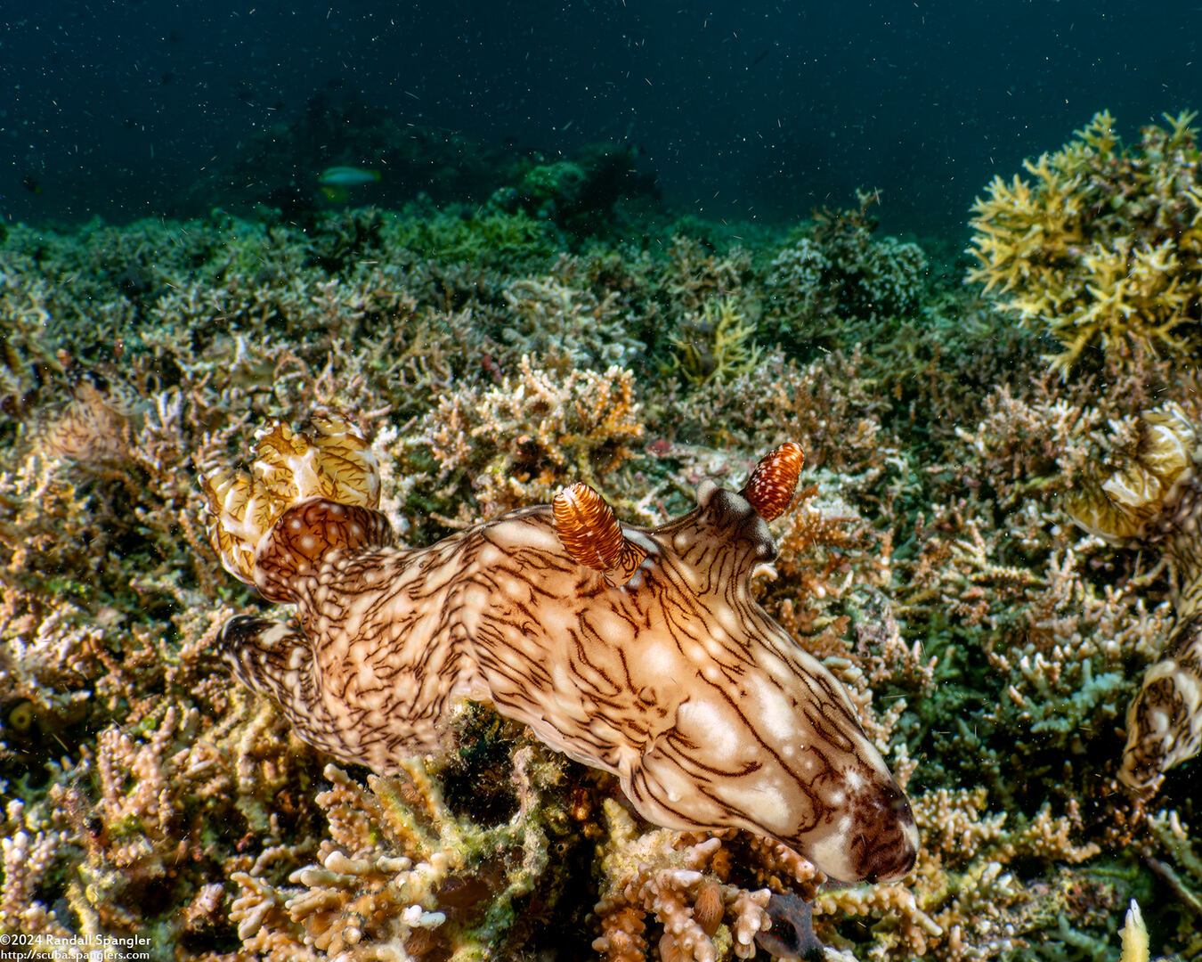 Jorunna rubescens (Red-Lined Jorunna)