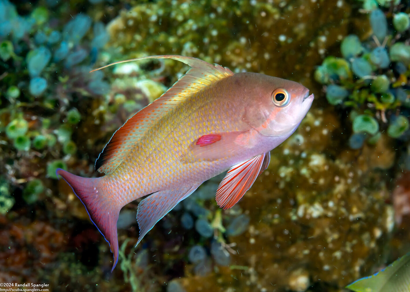 Pseudanthias squamipinnis (Scalefin Anthias)