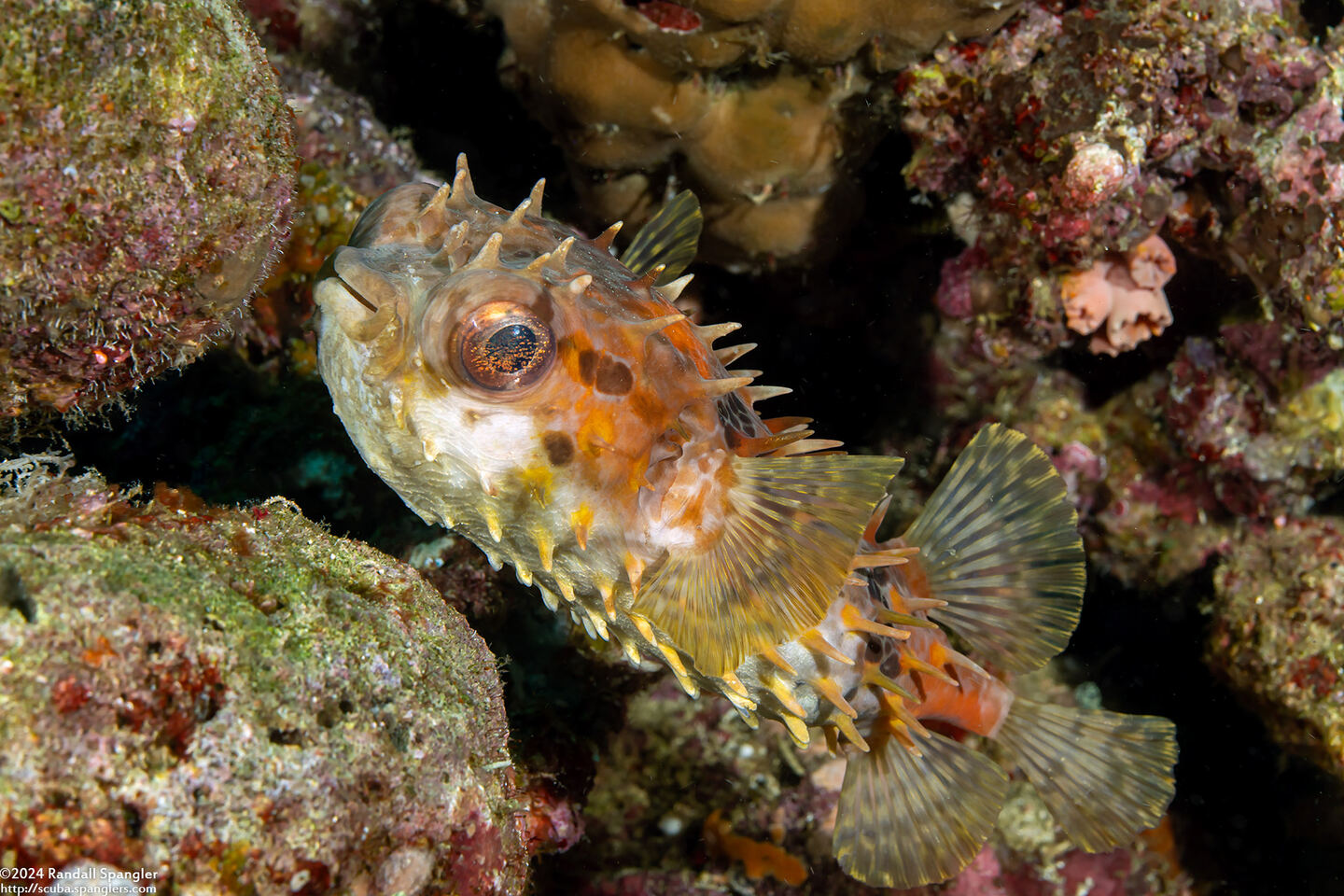 Cyclichthys orbicularis (Orbicular Burrfish)