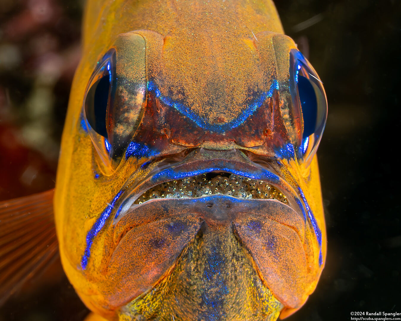Ostorhinchus aureus (Ringtailed Cardinalfish); With eggs in its mouth