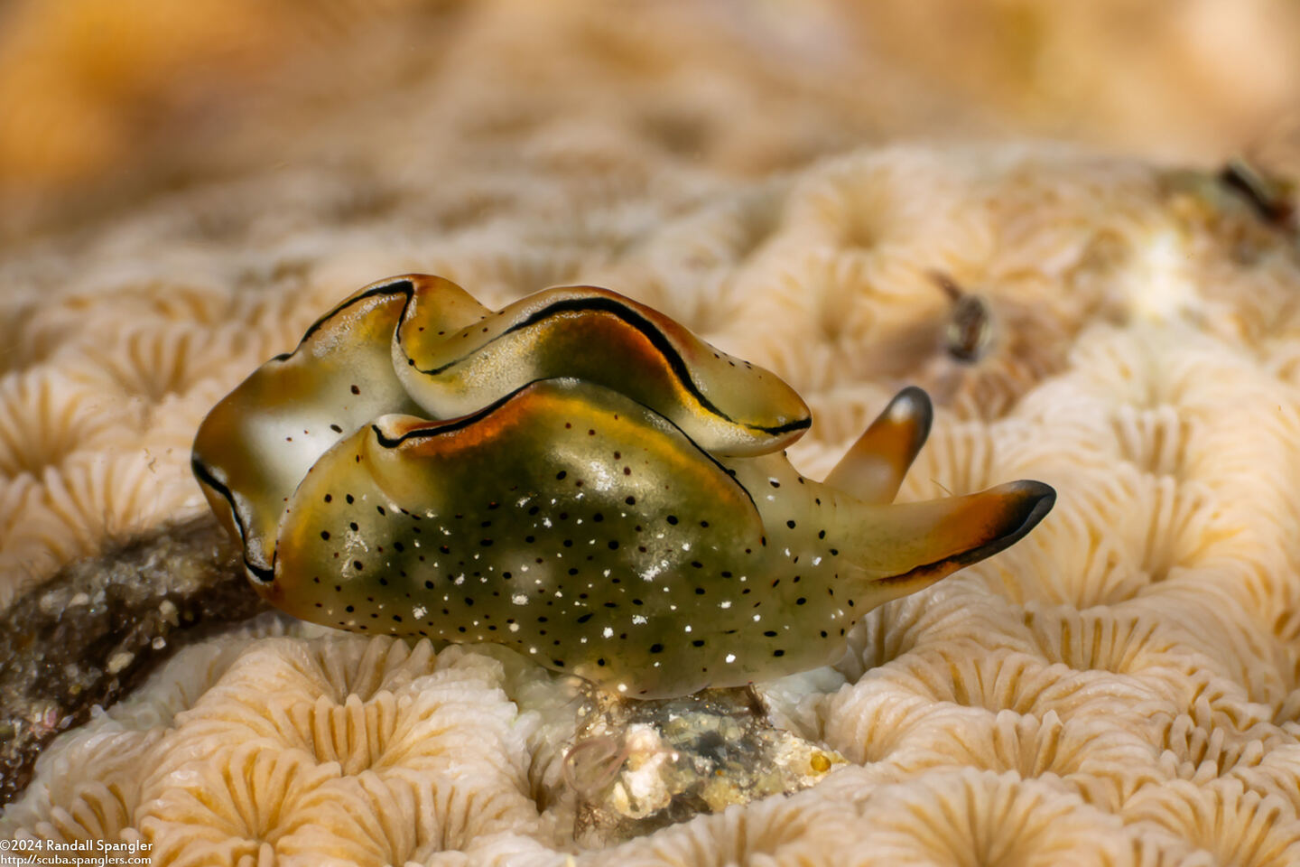 Elysia ornata (Ornate Sapsucking Slug)