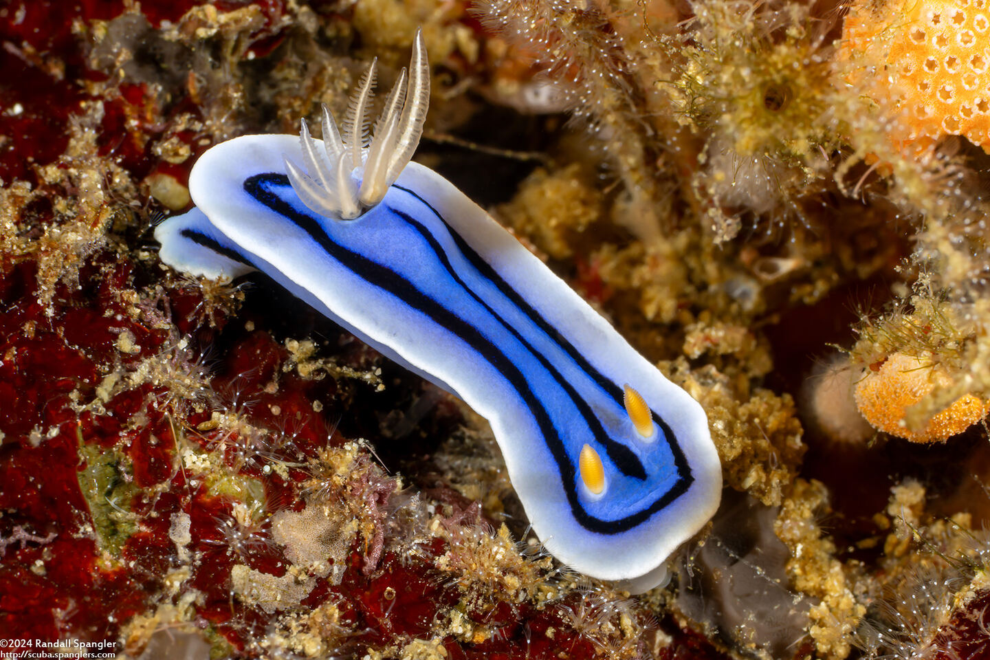 Chromodoris lochi (Loch's Chromodoris)