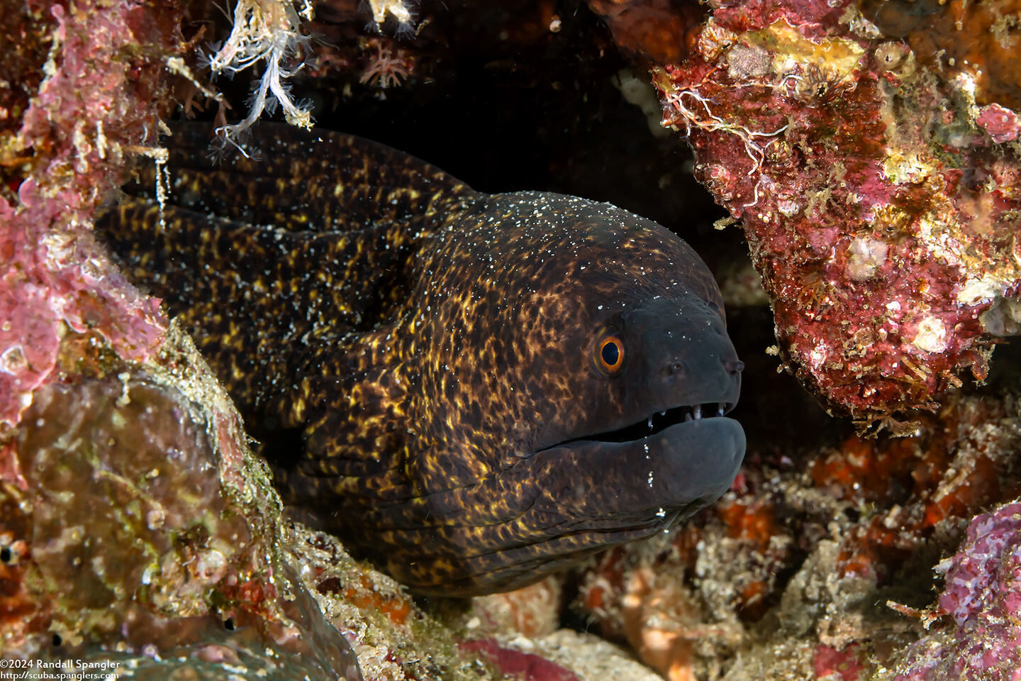 Gymnothorax flavimarginatus (Yellowmargin Moray)