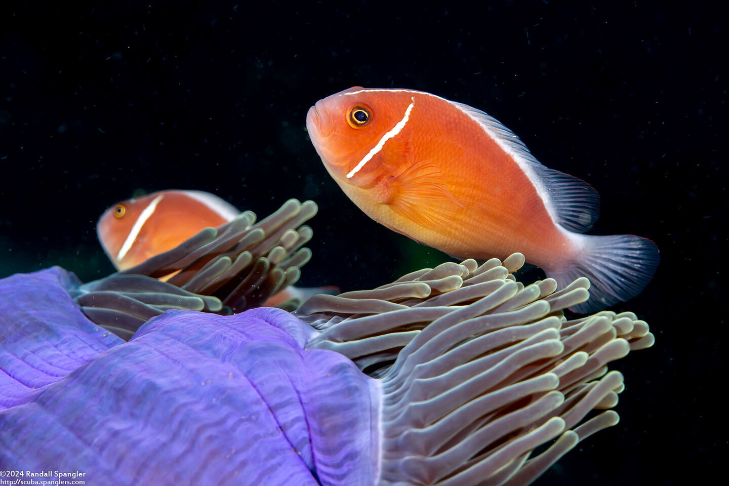 Amphiprion perideraion (Pink Anemonefish)