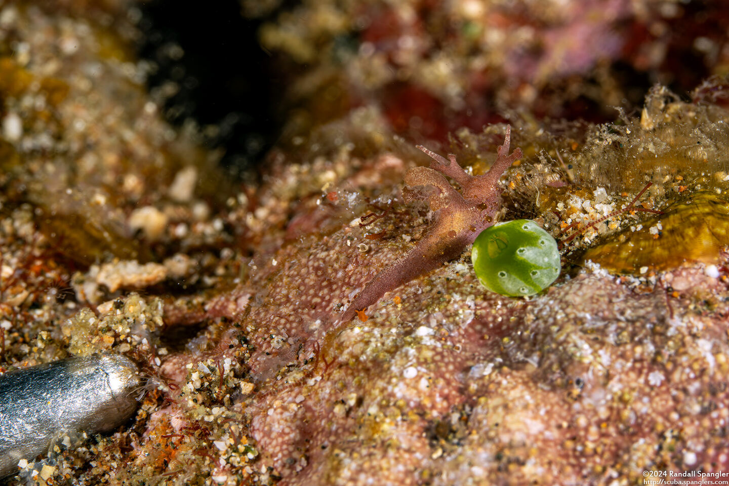Aegires sp.2 (Aegires sp.2); Compare size with tip of dive pointer