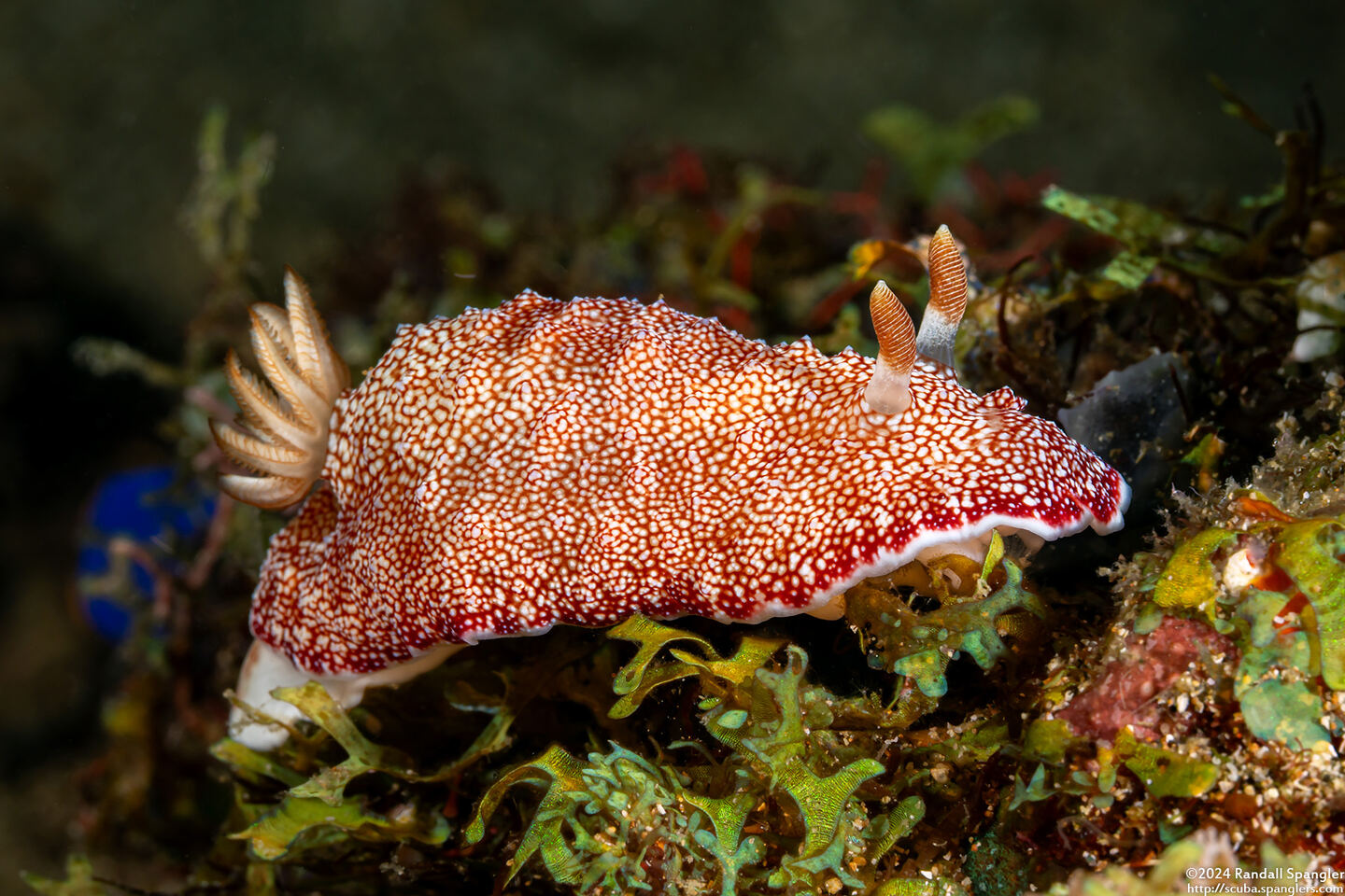 Chromodoris reticulata (Reticulated Chromodoris)