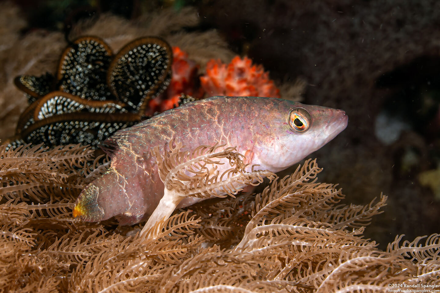 Oxycheilinus digramma (Cheek-Lined Wrasse)