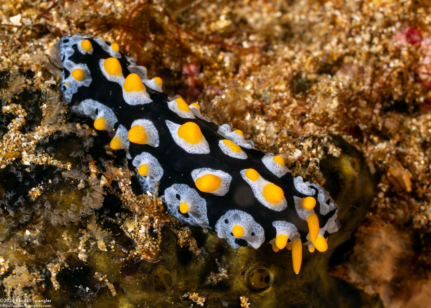Phyllidia picta (Painted Phyllidia)