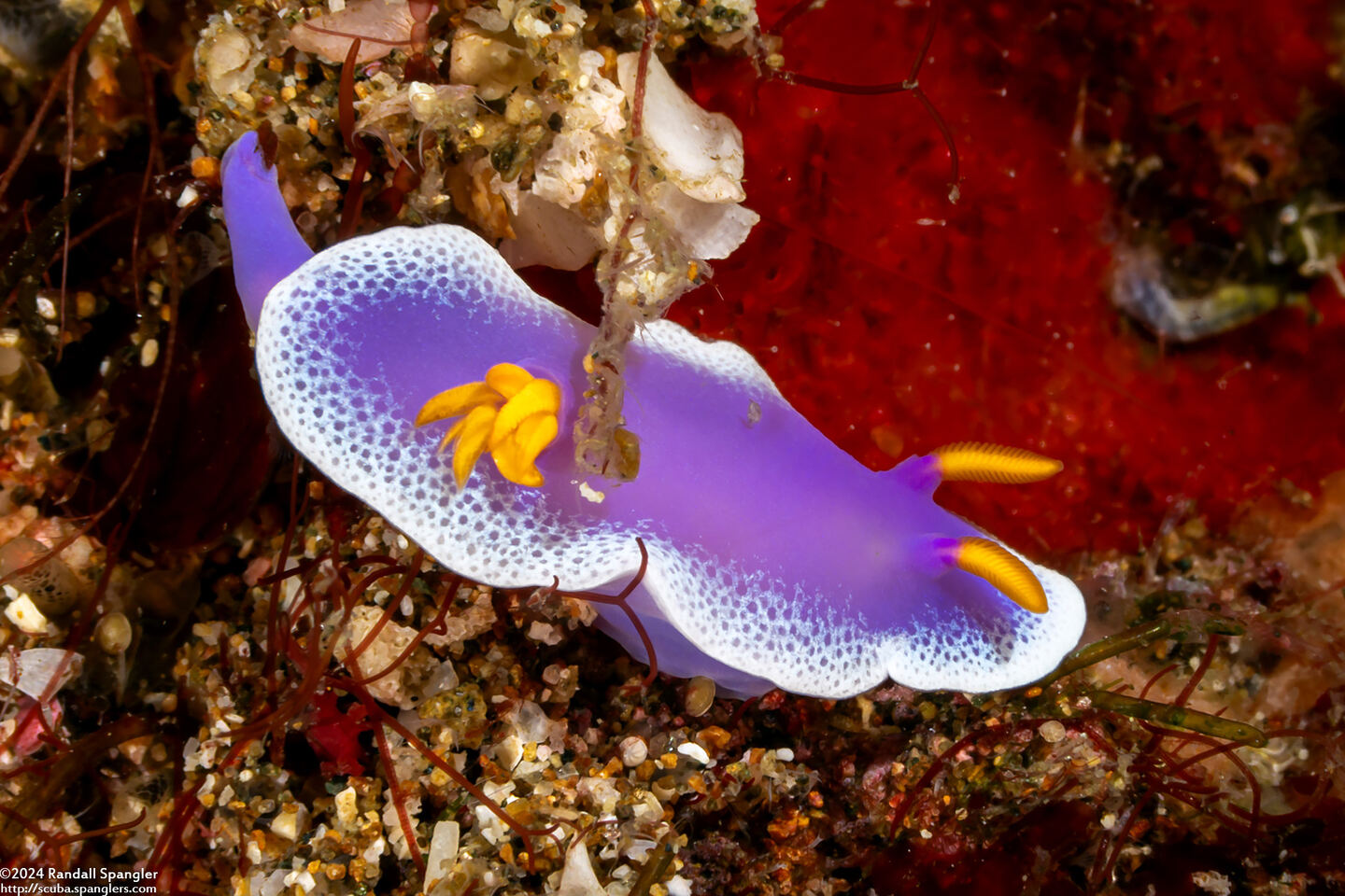 Hypselodoris apolegma (Robe Hem Hypselodoris)