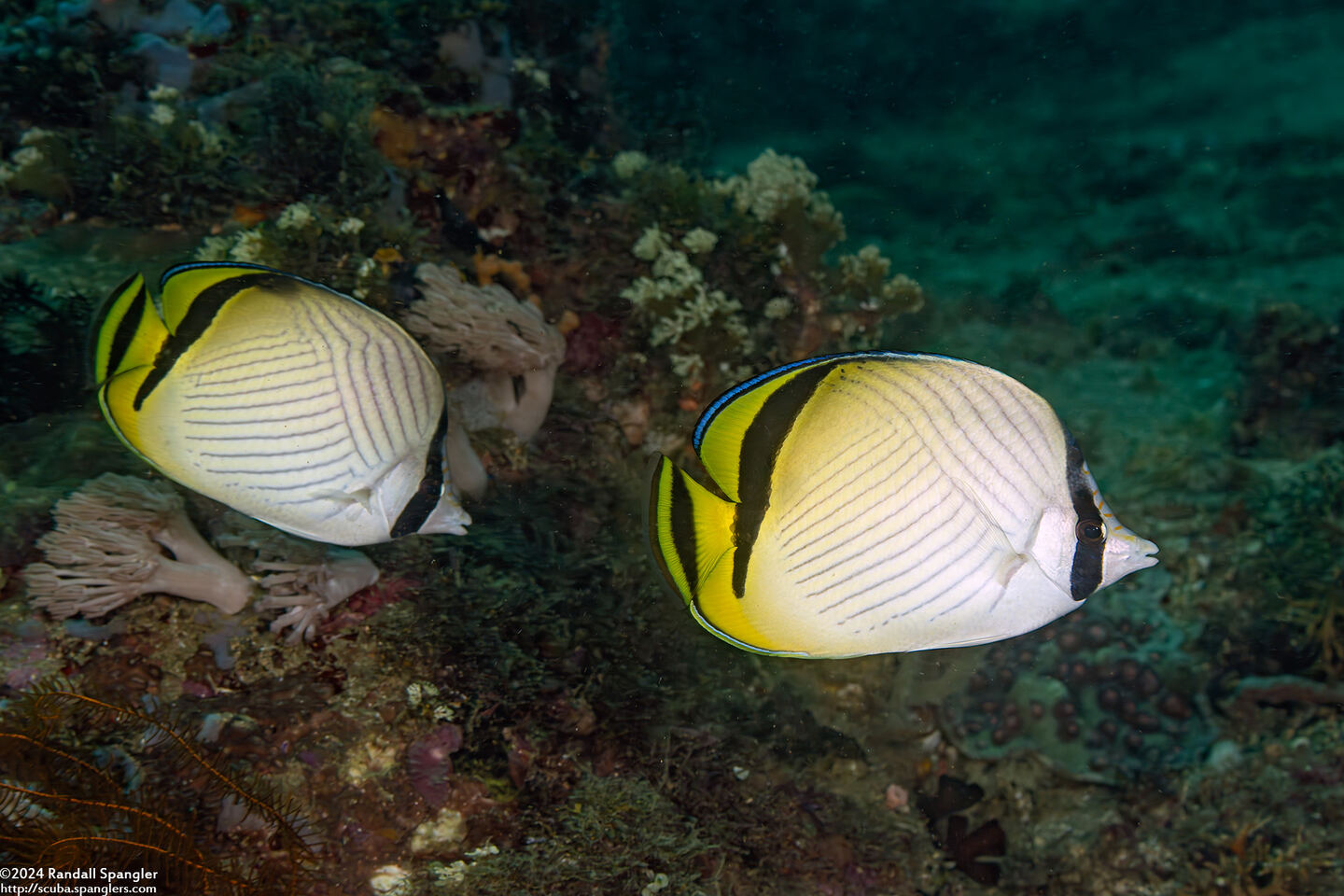 Chaetodon vagabundus (Vagabond Butterflyfish)