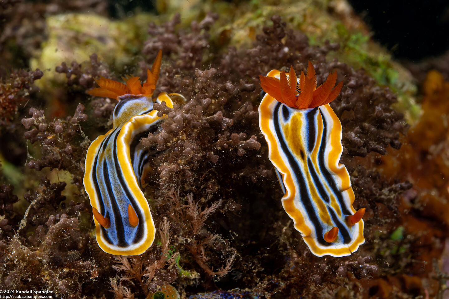 Chromodoris annae (Anna's Chromodoris)