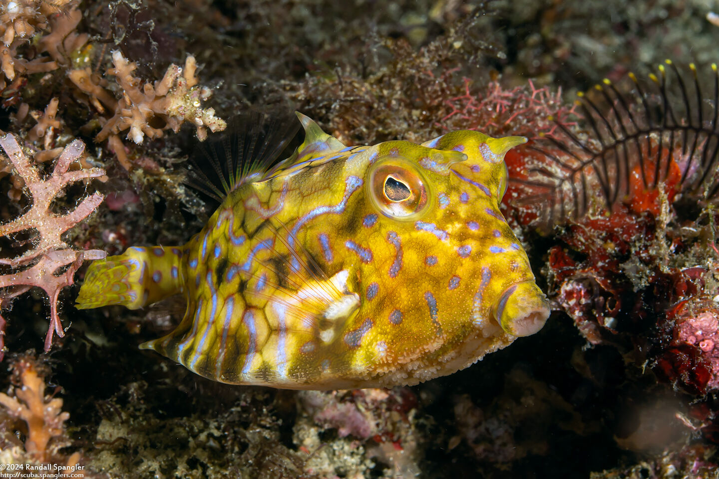 Lactoria fornasini (Thornback Cowfish)
