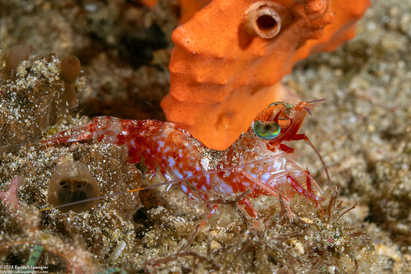 Metapenaeopsis sp.1 (Metapenaeopsis sp.1)