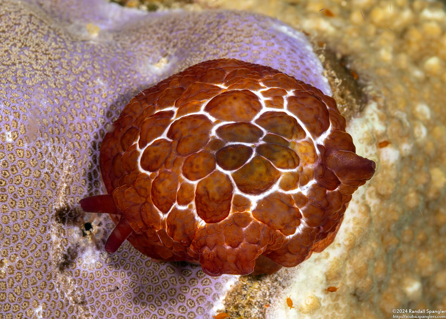 Pleurobranchus forskalii (Forsskal's Pleurobranch)