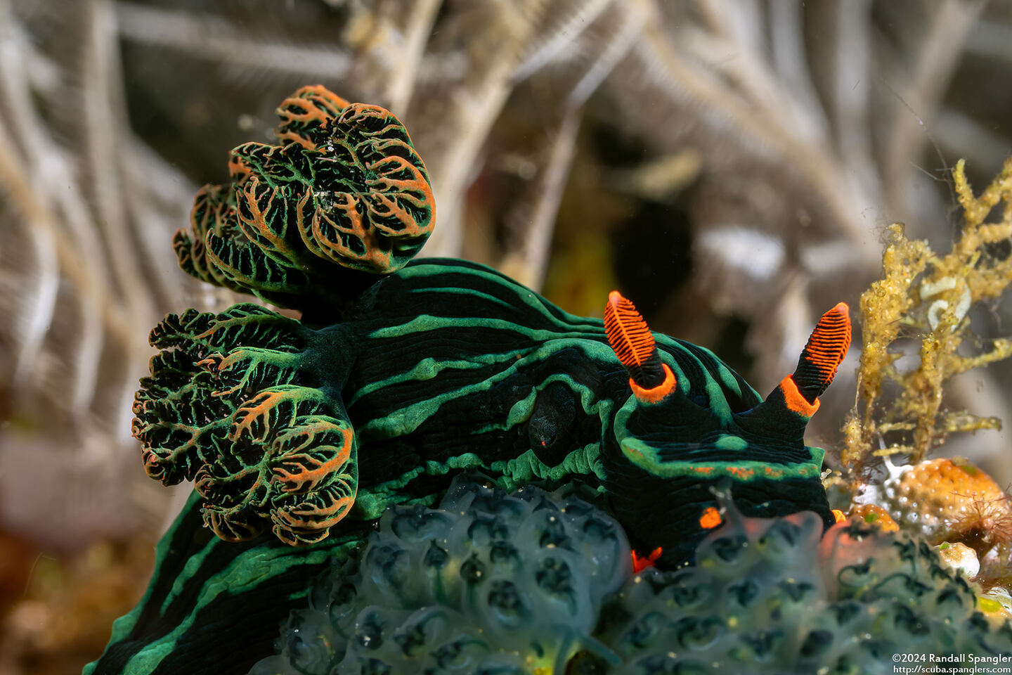 Nembrotha kubaryana (Kubaryana's Nembrotha)