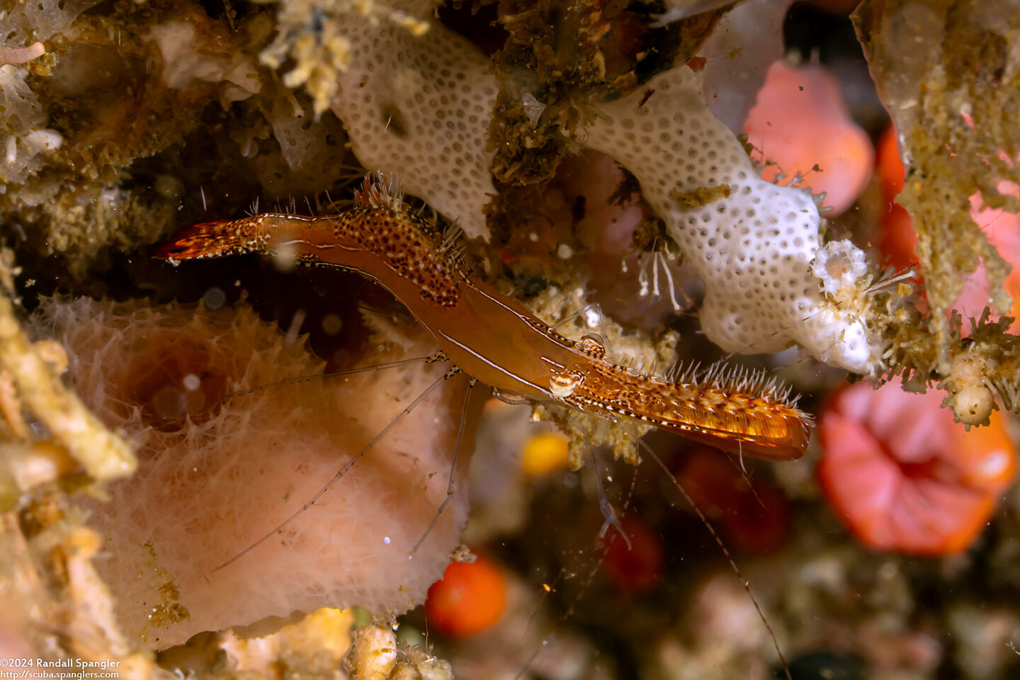 Leander plumosus (Long Nose Rock Shrimp)