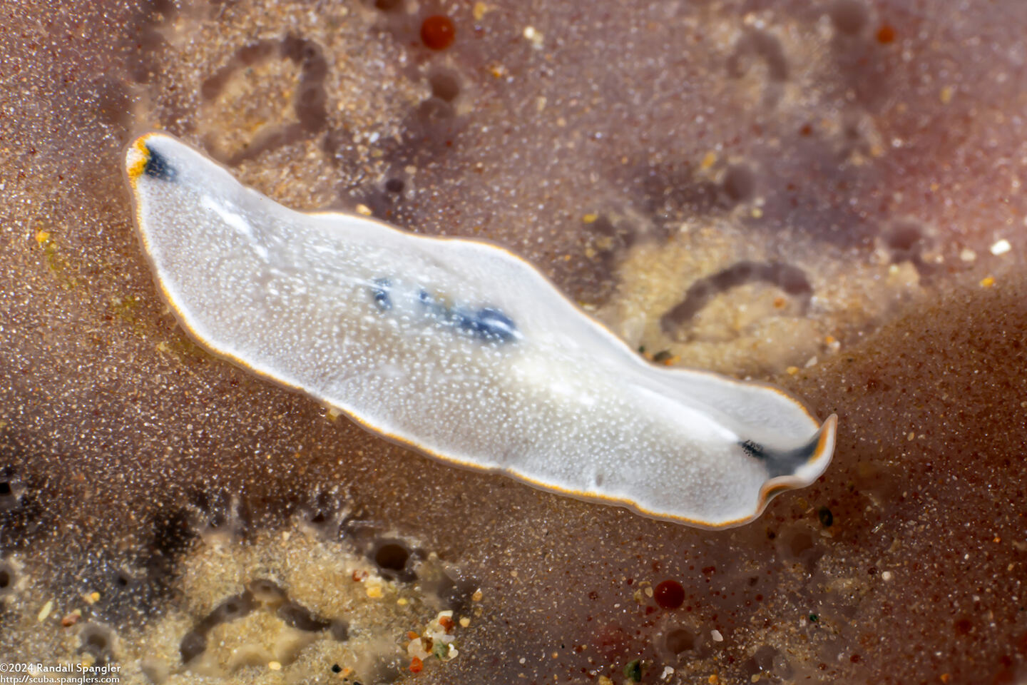 Cycloporus cf. venetus (Cycloporus cf. venetus)