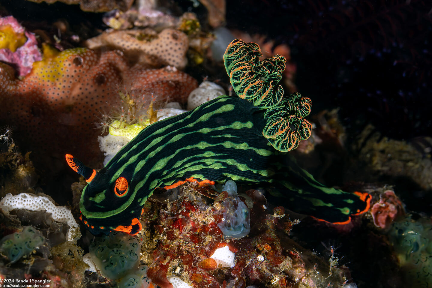 Nembrotha kubaryana (Kubaryana's Nembrotha)