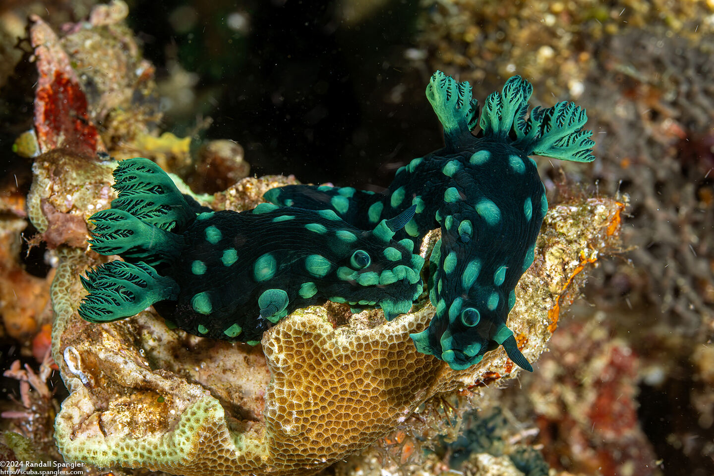 Nembrotha cristata (Crested Nembrotha)