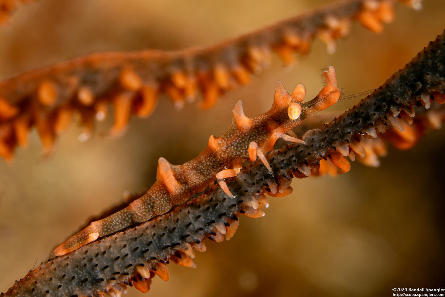 Miropandalus hardingi (Dragon Shrimp)