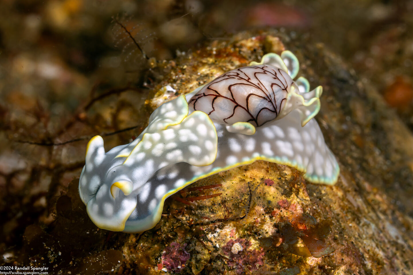 Micromelo barbarae (Barbara’s Melo)