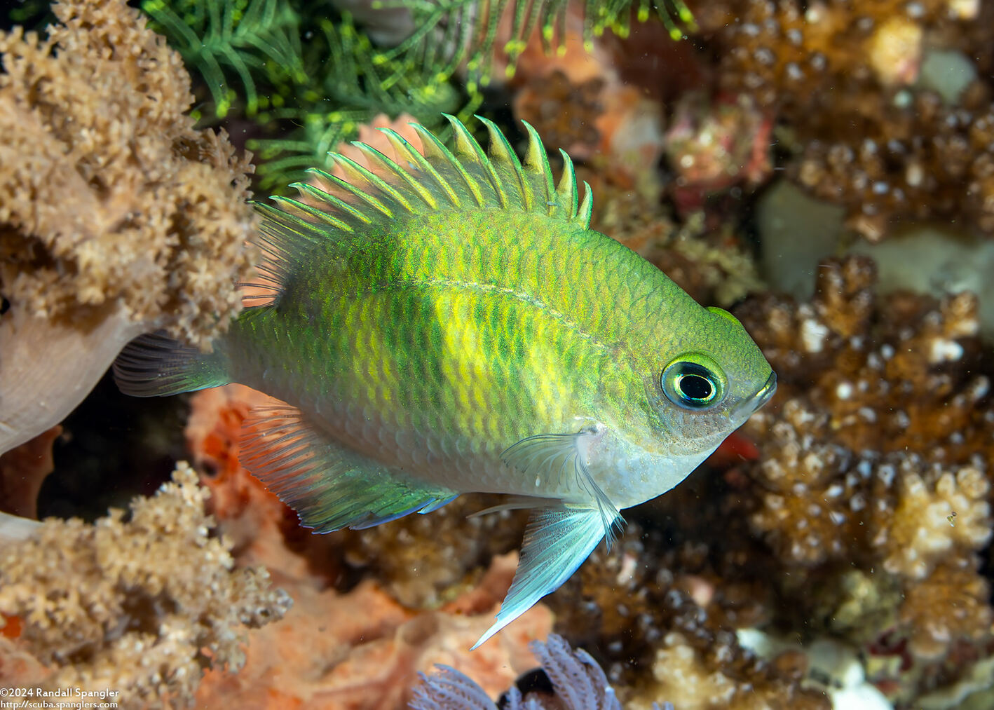 Amblyglyphidodon curacao (Staghorn Damsel)